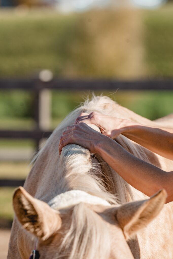 Dorntherapie am Rücken eines Pferdes