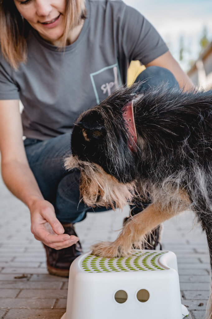 Bewegungstherapie Hund mit Hocker