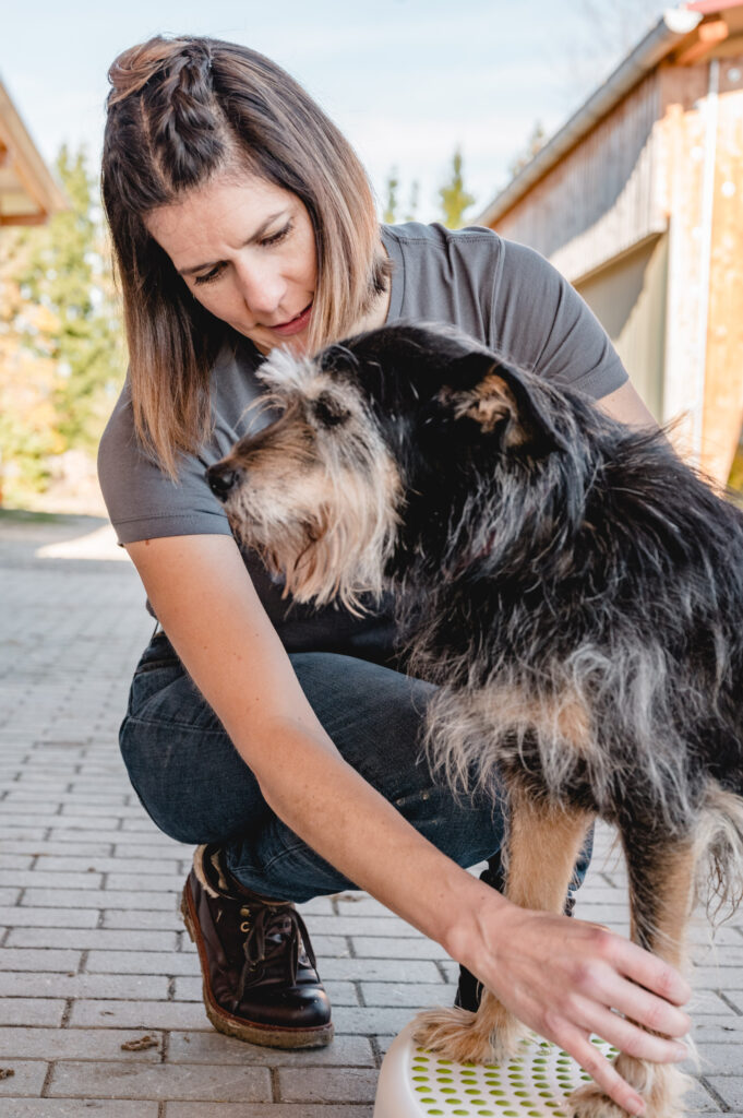 Bewegungstherapie Hund mit Hocker