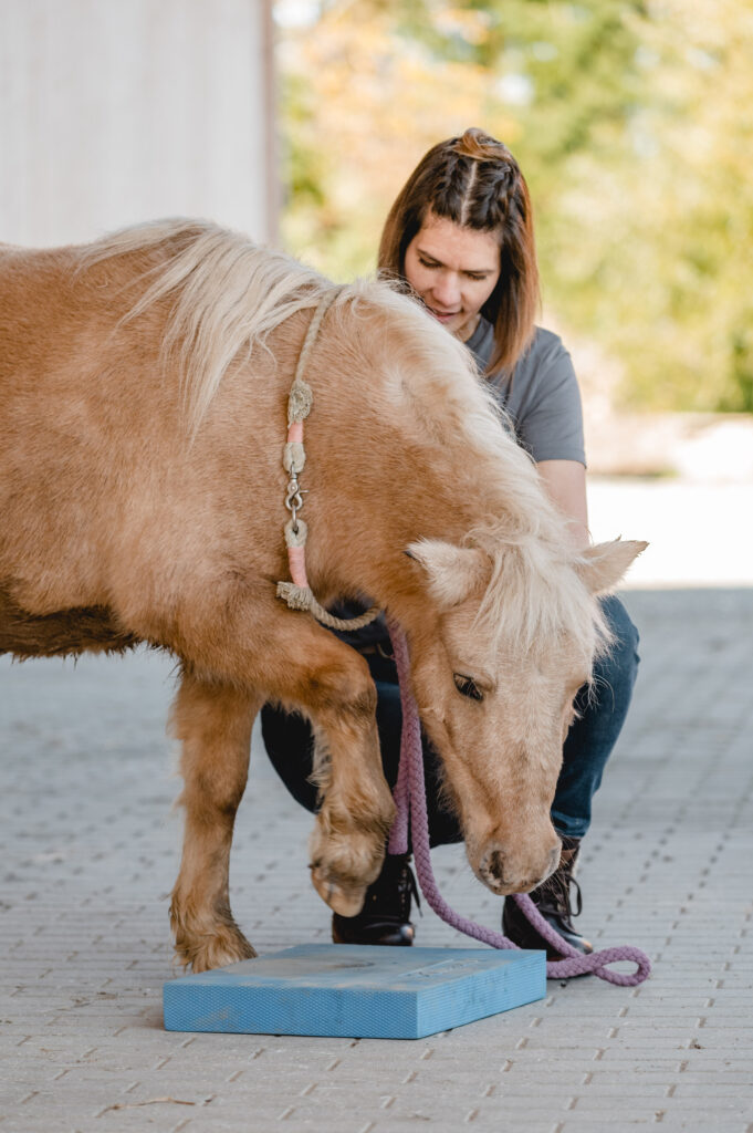 Bewegungstherapie Pferd