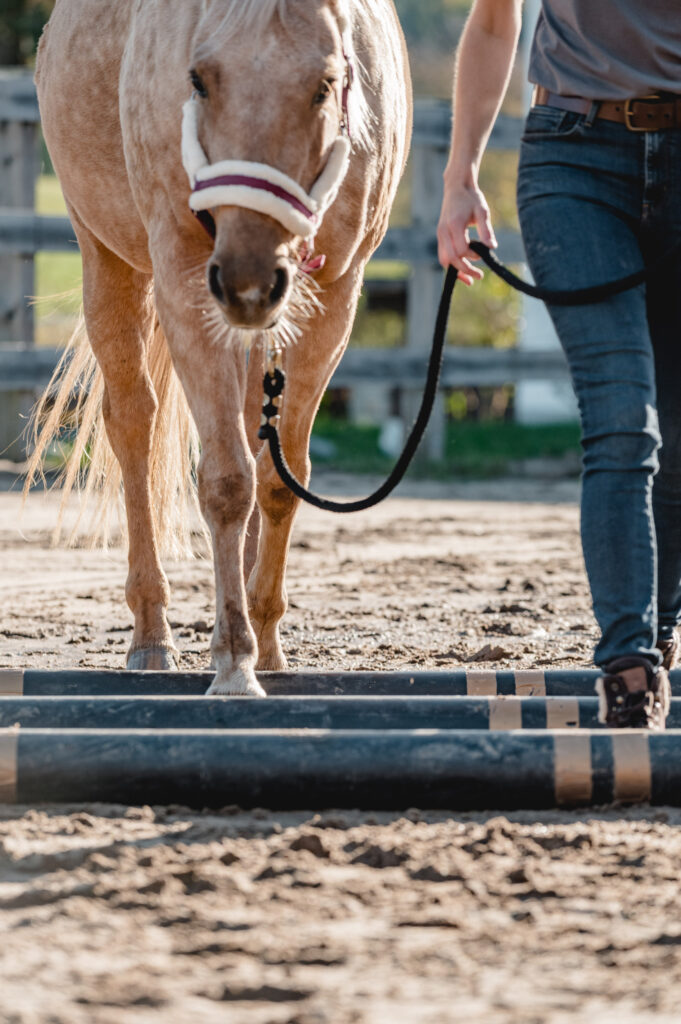 Bewegungstherapie Pferd Stangen
