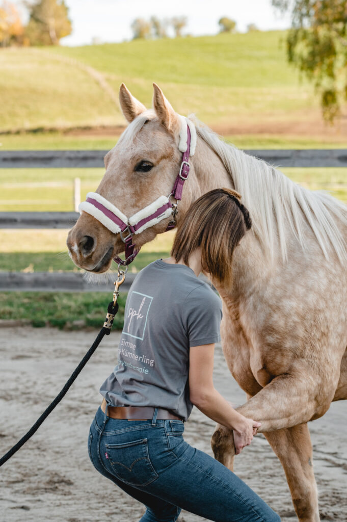 Physiotherapie am Fuß eines Pferdes