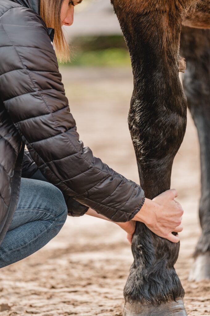 Knöchelbehandlung am Pferd
