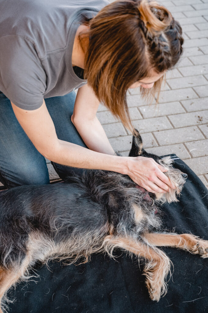Manuelle Physiotherapie für den Hund