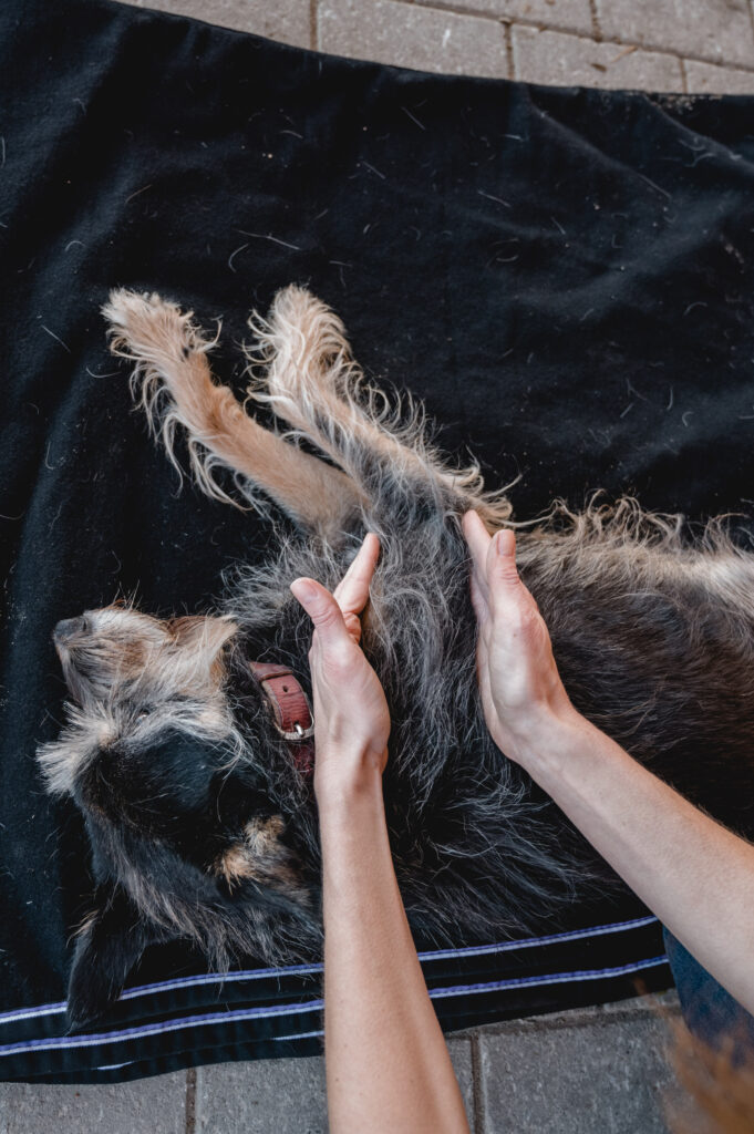 Manuelle Therapie Hund