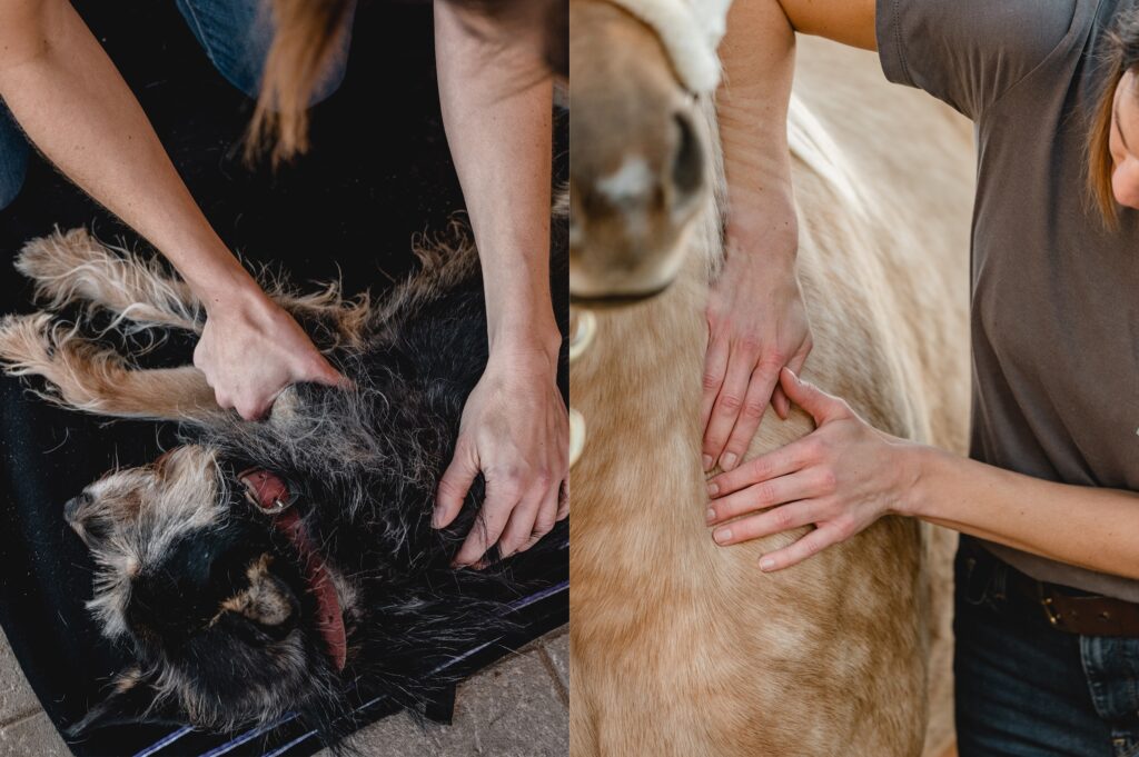 Manuelle Therapie am Pferd und Hund
